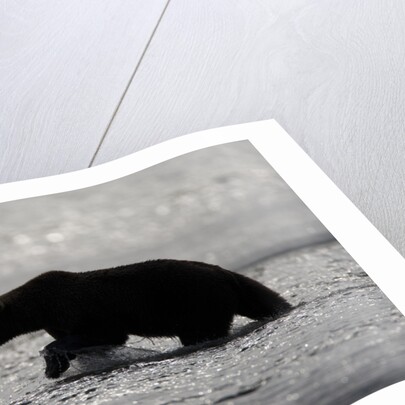 Grizzly Bear Hunting Spawning Salmon at Kukak Bay by Anonymous