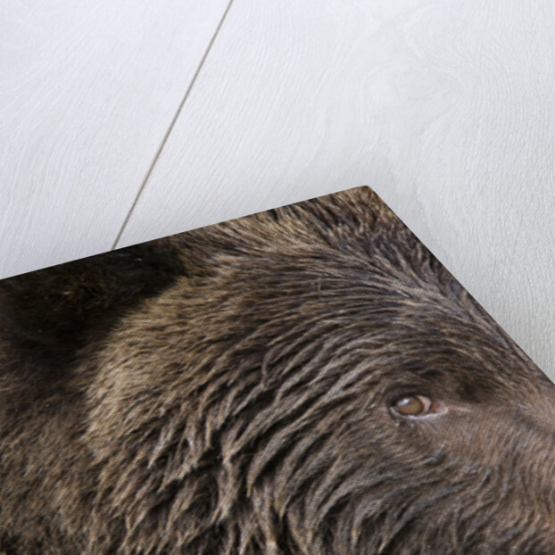 Two Year Old Brown Bear in Katmai National Park by Anonymous