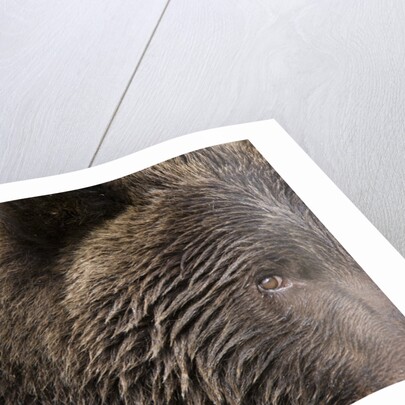 Two Year Old Brown Bear in Katmai National Park by Anonymous