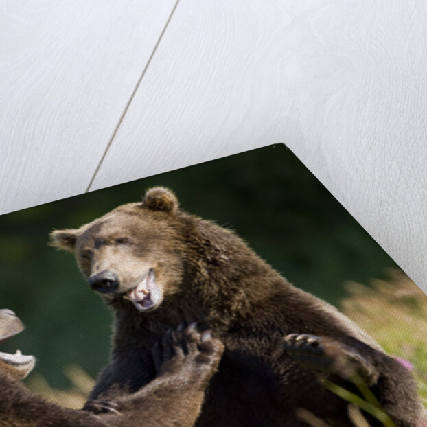 Brown Bears Sparring in Meadow at Kukak Bay by Corbis