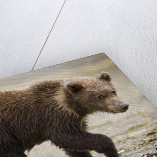 Brown Bear Cub at Geographic Harbor in Katmai National Park by Anonymous