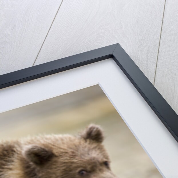 Brown Bear Cub at Geographic Harbor in Katmai National Park by Anonymous