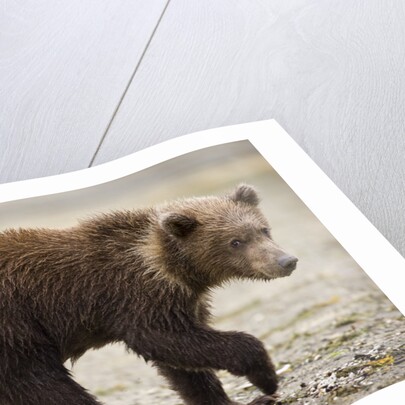 Brown Bear Cub at Geographic Harbor in Katmai National Park by Anonymous