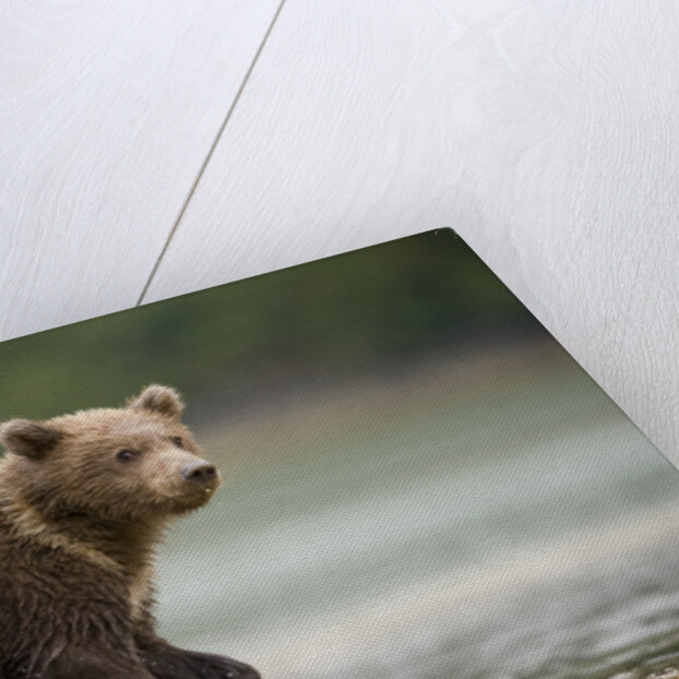 Brown Bear Cub on Beach at Geographic Harbor by Anonymous