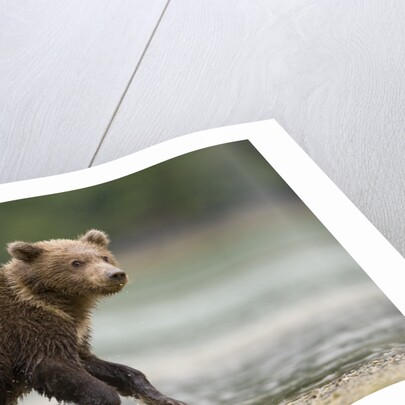 Brown Bear Cub on Beach at Geographic Harbor by Anonymous