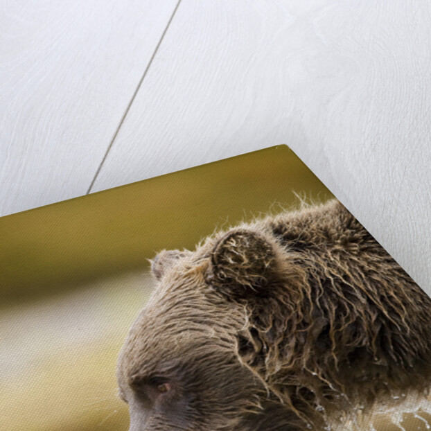Grizzly Bear Carrying Spawning Salmon at Geographic Harbor by Anonymous