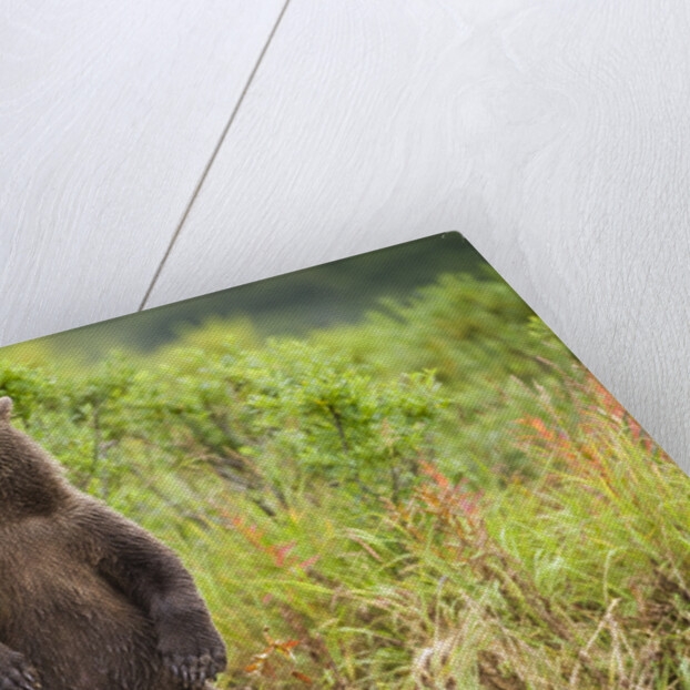Brown Bear Cub Standing Upright at Kinak Bay by Anonymous