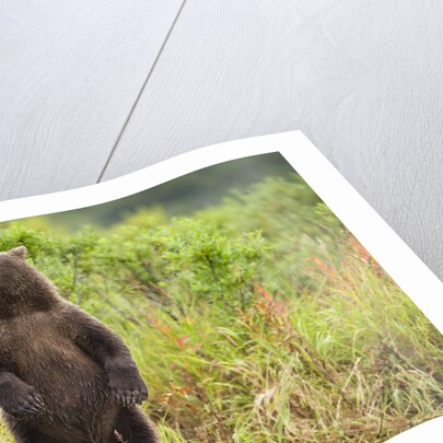 Brown Bear Cub Standing Upright at Kinak Bay by Anonymous