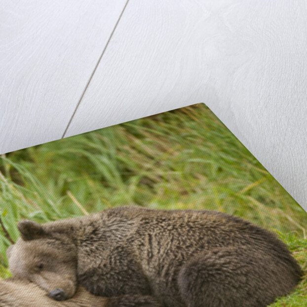 Brown Bear Cubs Sleeping at Kuliak Bay by Anonymous
