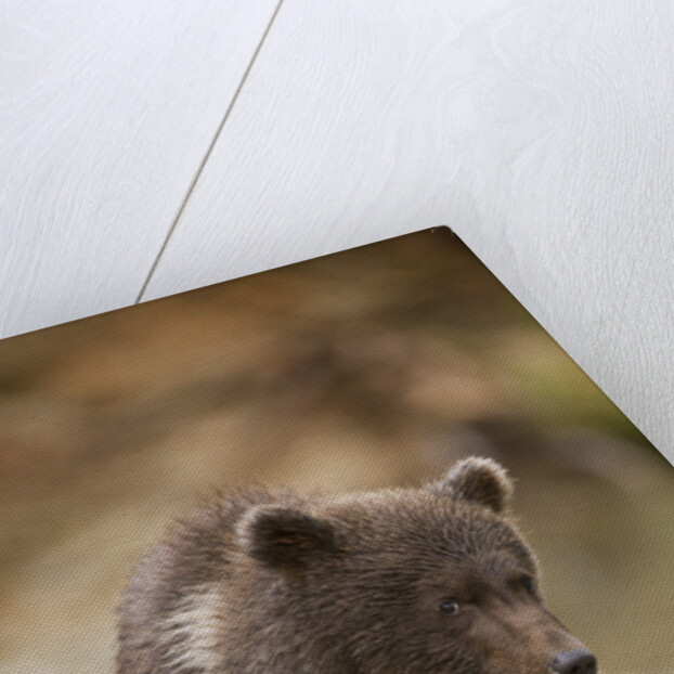 Brown Bear Cub at Kinak Bay in Katmai National Park by Anonymous