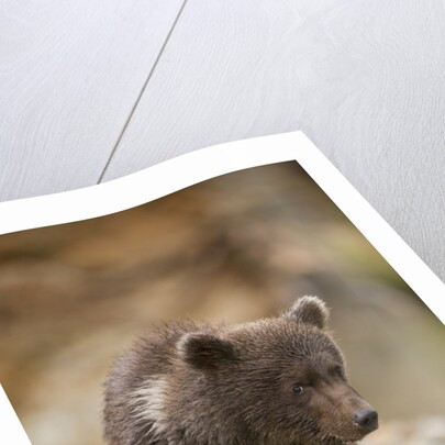 Brown Bear Cub at Kinak Bay in Katmai National Park by Anonymous
