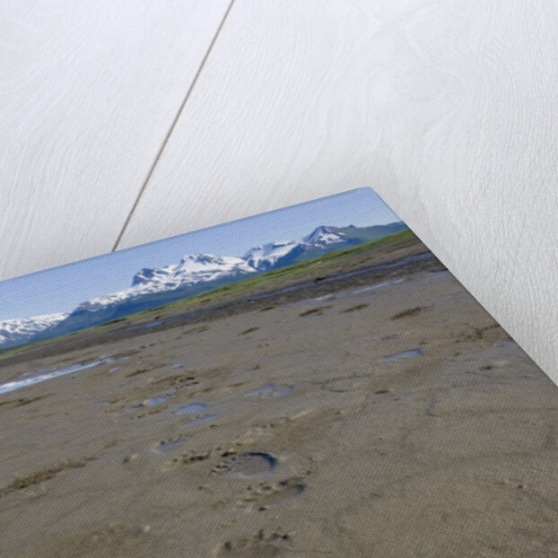 Brown Bear Tracks at Hallo Bay in Katmai National Park by Anonymous