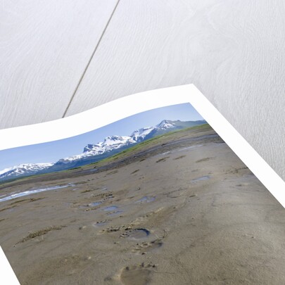 Brown Bear Tracks at Hallo Bay in Katmai National Park by Anonymous