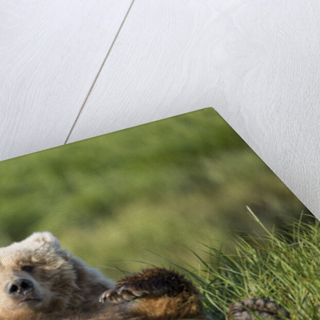 Grizzly Bear Resting on Back in Meadow at Hallo Bay by Anonymous