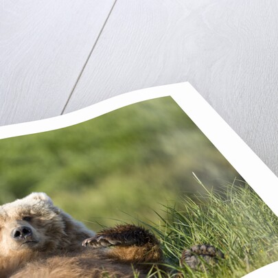 Grizzly Bear Resting on Back in Meadow at Hallo Bay by Anonymous