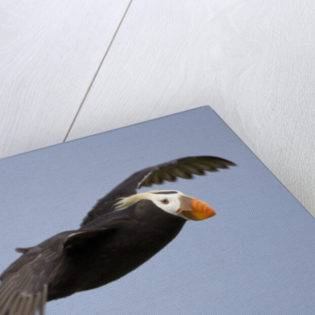 Tufted Puffin in Flight in Katmai National Park by Anonymous