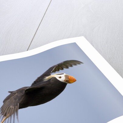 Tufted Puffin in Flight in Katmai National Park by Anonymous