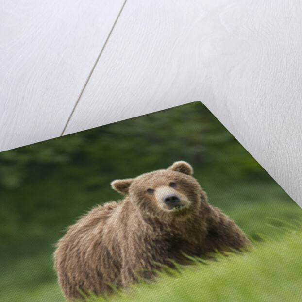 Grizzly Bear in Meadow at Kukak Bay in Katmai National Park by Anonymous