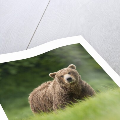 Grizzly Bear in Meadow at Kukak Bay in Katmai National Park by Anonymous