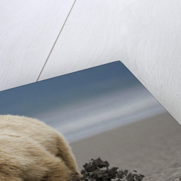 Grizzly Bear Digging Clams at Low Tide at Hallo Bay by Anonymous
