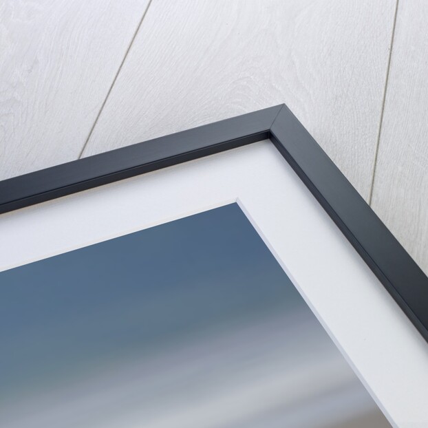 Grizzly Bear Digging Clams at Low Tide at Hallo Bay by Anonymous