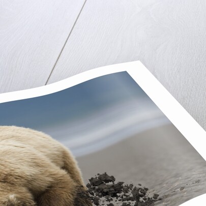 Grizzly Bear Digging Clams at Low Tide at Hallo Bay by Anonymous