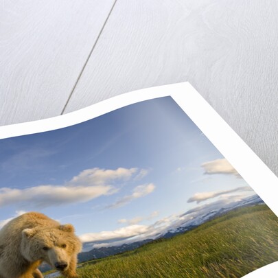 Grizzly Bear Eating Sedge Grass in Meadow at Hallo Bay by Anonymous