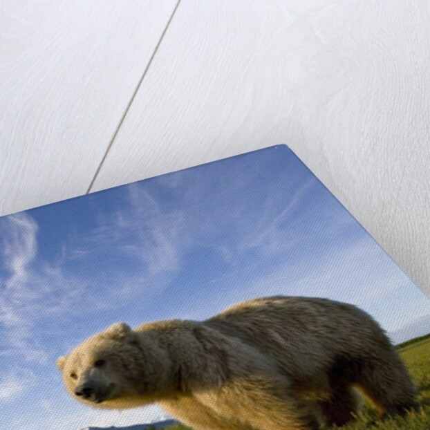 Grizzly Bear in Meadow at Hallo Bay in Katmai National Park by Anonymous