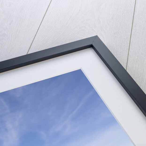 Grizzly Bear in Meadow at Hallo Bay in Katmai National Park by Anonymous