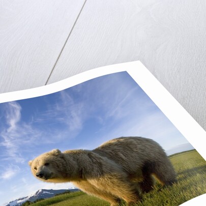 Grizzly Bear in Meadow at Hallo Bay in Katmai National Park by Anonymous