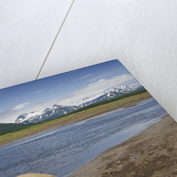 Grizzly Bear Resting by Stream at Hallo Bay by Anonymous