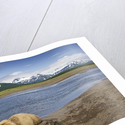 Grizzly Bear Resting by Stream at Hallo Bay by Anonymous