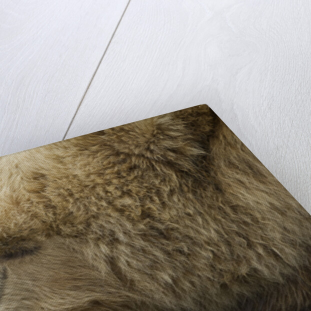 Sleeping Brown Bear at Hallo Bay by Anonymous