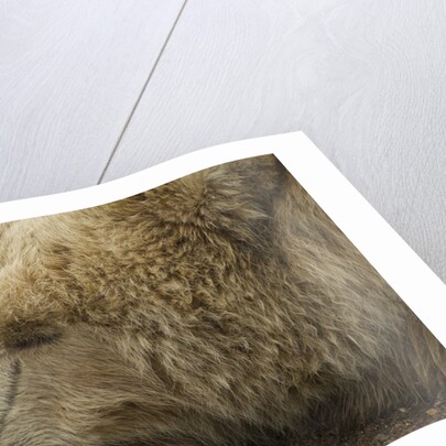 Sleeping Brown Bear at Hallo Bay by Anonymous