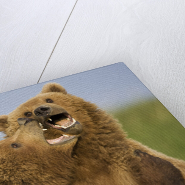 Grizzly Bears Sparring at Hallo Bay in Katmai National Park by Anonymous