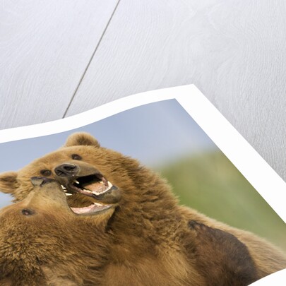 Grizzly Bears Sparring at Hallo Bay in Katmai National Park by Anonymous