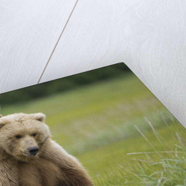 Grizzly Bears Mating at Hallo Bay by Anonymous