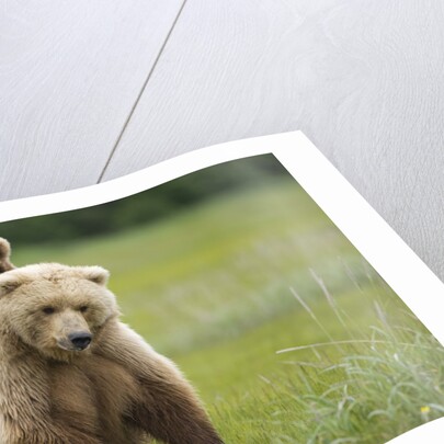 Grizzly Bears Mating at Hallo Bay by Anonymous