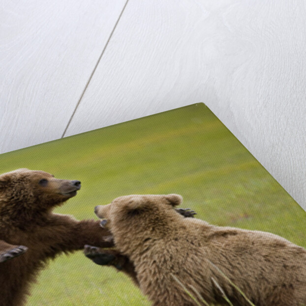 Brown Bears Sparring in Meadow at Hallo Bay by Anonymous