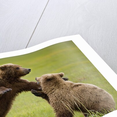 Brown Bears Sparring in Meadow at Hallo Bay by Anonymous