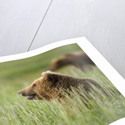 Grizzly Bears Resting in Meadow at Hallo Bay by Anonymous