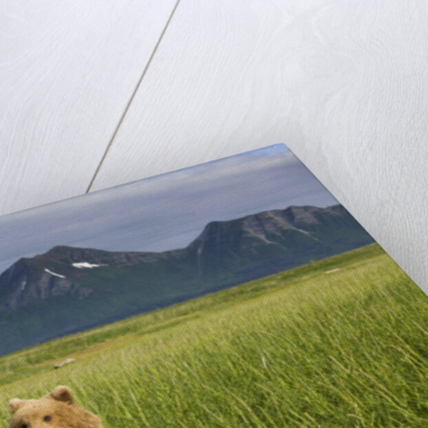 Grizzly Bears in Tall Grass in Meadow at Hallo Bay by Anonymous