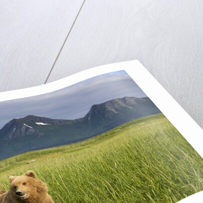 Grizzly Bears in Tall Grass in Meadow at Hallo Bay by Anonymous