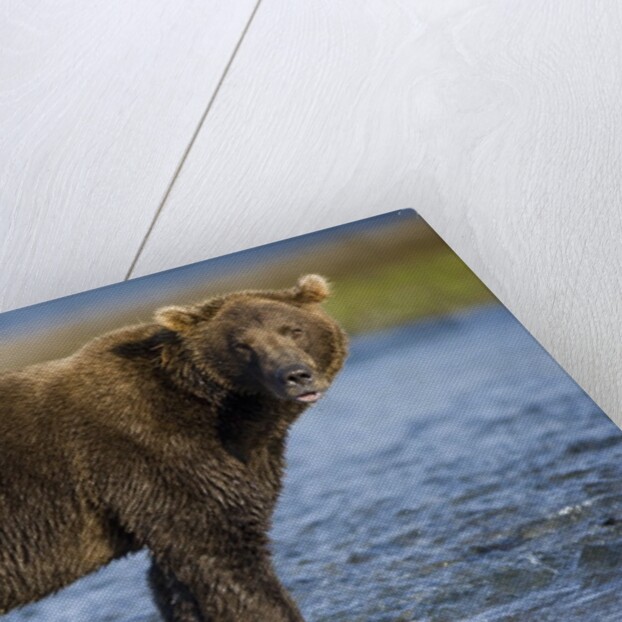Brown Bear in Stream at Kukak Bay in Katmai National Park by Anonymous