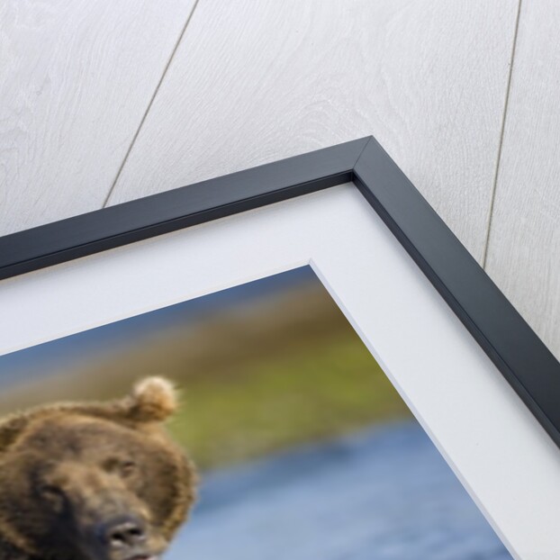 Brown Bear in Stream at Kukak Bay in Katmai National Park by Anonymous