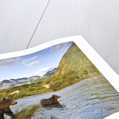 Two Year Old Grizzly Bears on Riverbank at Kinak Bay by Anonymous