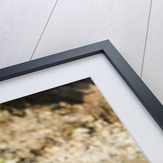 Grizzly Bear Hunting Spawning Salmon in River at Kinak Bay by Anonymous