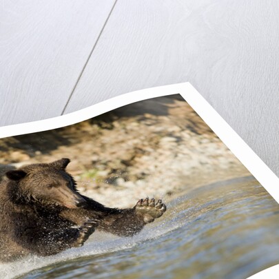Grizzly Bear Hunting Spawning Salmon in River at Kinak Bay by Anonymous