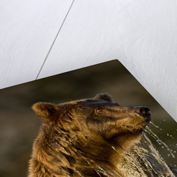 Brown Bear Emerging From Stream While Fishing at Kinak Bay by Anonymous