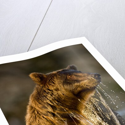 Brown Bear Emerging From Stream While Fishing at Kinak Bay by Anonymous